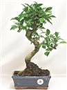 <b>Ficus Retusa</b> Esemplare Unico cm 37-45,00 € (10)