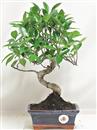 <b>Ficus Retusa</b> Esemplare Unico cm 30-29,80 € (10)