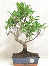 <b>Ficus Retusa</b> Esemplare Unico cm 39-45,00 € (10)