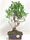 <b>Ficus Retusa</b> Esemplare Unico cm 39-29,80 € (10)
