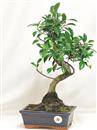 <b>Ficus Retusa</b> Esemplare Unico cm 42-39,00 € (10)