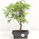 <b>Acero Deshojo</b> Esemplare Unico cm 27-57,00 €