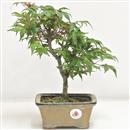 <b>Acero Deshojo</b> Esemplare Unico cm 29-130,00 €
