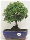 <b>Cotoneaster</b> Esemplare Unico cm 30-49,00 €