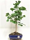 <b>Ginkgo</b> Esemplare Unico cm 44-57,00 €