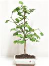 <b>Ginkgo</b> Esemplare Unico cm 43-39,00 €