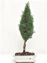 <b>Cipresso</b> Esemplare Unico cm 43-39,00 €
