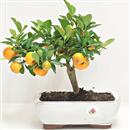 <b>Mandarino Calamondino</b> Esemplare Unico cm 21-69,00 €