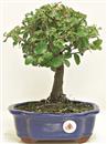 <b>Quercia da Sughero</b> Esemplare Unico cm 28-57,00 €