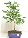 <b>Ginkgo</b> Esemplare Unico cm 46-57,00 €