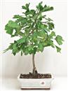 <b>Ginkgo</b> Esemplare Unico cm 30-39,00 €