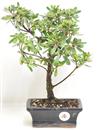 <b>Azalea Indica</b> Esemplare Unico cm 29-49,00 €
