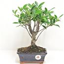 <b>Ficus Retusa</b> Esemplare Unico cm 26-19,80 € (10)