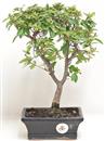 <b>Azalea Indica</b> Esemplare Unico cm 28-49,00 €