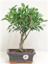 <b>Ficus Retusa</b> Esemplare Unico cm 29-19,80 € (10)