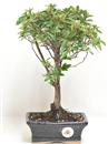 <b>Azalea Indica</b> Esemplare Unico cm 33-47,00 €
