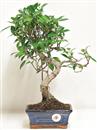 <b>Ficus Retusa</b> Esemplare Unico cm 38-29,80 € (10)