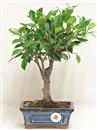 <b>Ficus Retusa</b> Esemplare Unico cm 30-19,80 € (10)