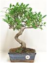 <b>Ficus Retusa</b> Esemplare Unico cm 37-45,00 € (10)
