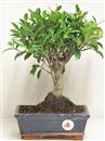 <b>Ficus Retusa</b> Esemplare Unico cm 32-29,80 € (10)