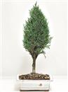 <b>Cipresso</b> Esemplare Unico cm 40-39,00 €