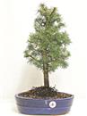 <b>Cedro del Libano</b> Esemplare Unico cm 47-69,00 €