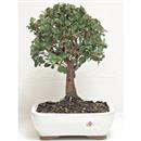 z<b>Quercia da Sughero</b> Esemplare Unico cm 32-57,00 € novi