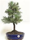 <b>Cedro del Libano</b> Esemplare Unico cm 48-69,00 €