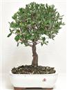 <b>Quercia da Sughero</b> Esemplare Unico cm 34-57,00 €