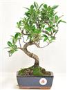 <b>Ficus Retusa</b> Esemplare Unico cm 33-29,00 € (10)