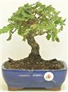 <b>Quercia</b> Esemplare Unico cm 23-57,00 €