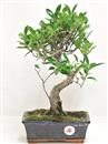 <b>Ficus Retusa</b> Esemplare Unico cm 34-45,00 € (10)