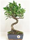 <b>Ficus Retusa</b> Esemplare Unico cm 35-29,00 € (10)