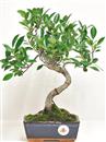 <b>Ficus Retusa</b> Esemplare Unico cm 34-29,00 € (10)