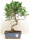 <b>Ficus Retusa</b> Esemplare Unico cm 39-45,00 € (10)