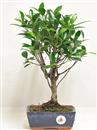 <b>Ficus Retusa</b> Esemplare Unico cm 37-19,80 € (10)