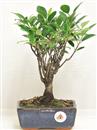 <b>Ficus Retusa</b> Esemplare Unico cm 28-19,80 € (10)