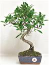 <b>Ficus Retusa</b> Esemplare Unico cm 36-29,00 € (10)