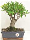 <b>Ficus Retusa</b> Esemplare Unico cm 25-33,00 € (10)