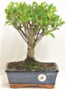 <b>Ficus Retusa</b> Esemplare Unico cm 28-33,00 € (10)