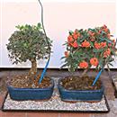 Kit Sistema Capillare (fino a 30 Bonsai) - da 59,90 €