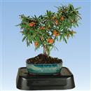 Hidrobonsai (sottovaso a riserva d,acqua) - €. 11,90