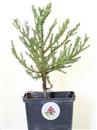 <b>Sequoia Gigante Mini P/B</b> Esemplare Unico cm 24-14,90 €