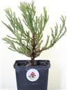 <b>Sequoia Gigante Mini P/B</b> Esemplare Unico cm 25-14,90 €