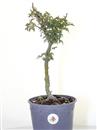 <b>Acero Shishigashira P/B</b> Esemplare Unico cm 37-39,80 €