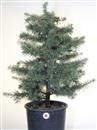 <b>Cedro del Libano P/B</b> Esemplare Unico cm 65-69,00 €
