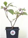 <b>Callicarpa Mini P/B</b> Esemplare Unico cm 22-9,90 €