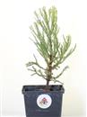 <b>Sequoia Gigante Mini P/B</b> Esemplare Unico cm 26-14,90 €