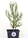 <b>Sequoia Gigante Mini P/B</b> Esemplare Unico cm 29-14,90 €