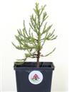 <b>Sequoia Gigante Mini P/B</b> Esemplare Unico cm 23-14,90 €